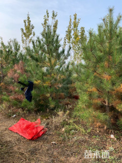 高度250厘米油松