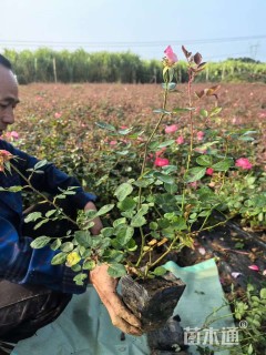 高度40厘米月季小苗