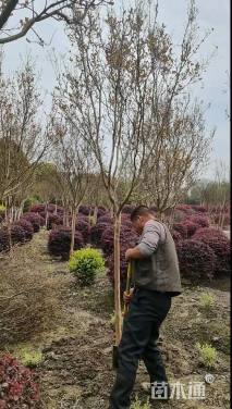 高度250厘米丛生紫薇