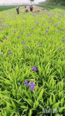 高度30厘米鸢尾