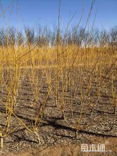 高度300厘米丛生金枝槐