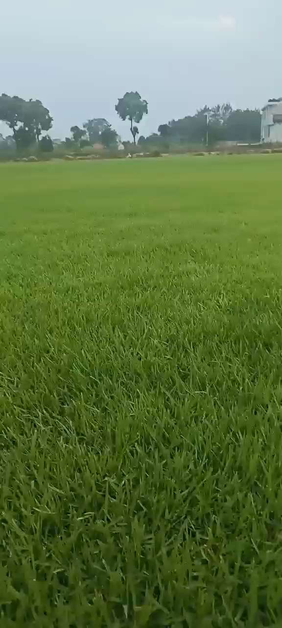 草块状中华结缕草
