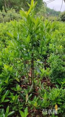 高度120厘米法国冬青