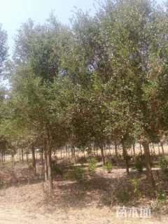 15公分弗吉尼亚栎