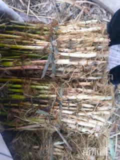 高度20厘米芦苇