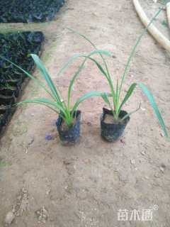 高度20厘米蛇鞭菊