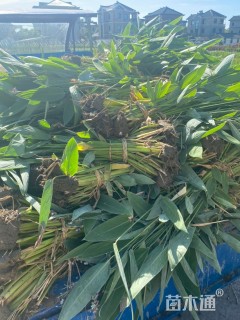 高度100厘米再力花