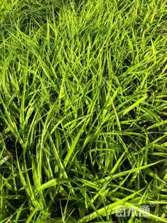 高度25厘米吉祥草