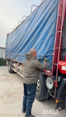 高度30厘米荷兰菊