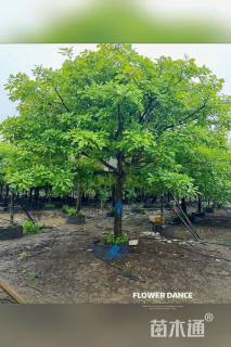 12公分红花玉蕊