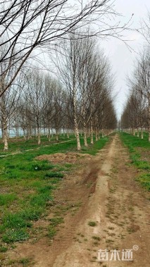 高度400厘米(5杆)丛生白桦