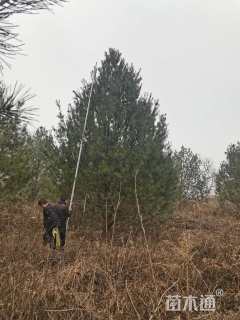 高度550厘米白皮松