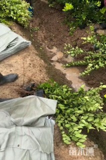 高度40厘米金森女贞小苗