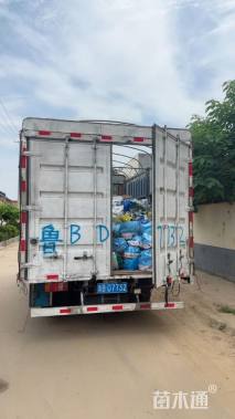 高度60厘米大布尼狼尾草