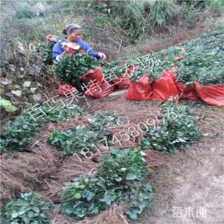 小花鹰爪枫