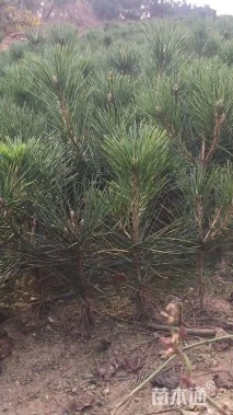 高度30厘米黑松