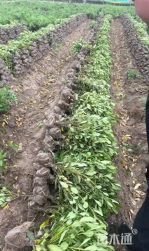 高度40厘米海桐小苗