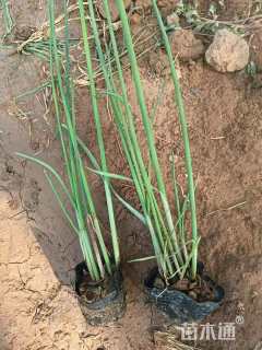 高度100厘米水葱