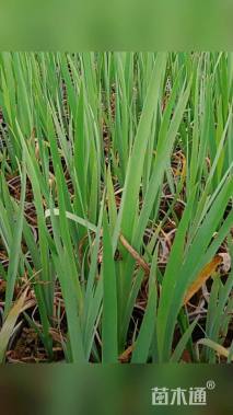 高度20厘米水生鸢尾