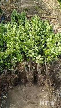 高度160厘米北海道黄杨