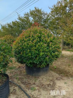 冠幅120厘米红叶石楠球
