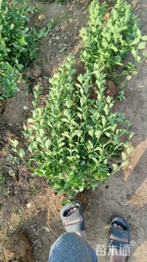 高度120厘米卫矛