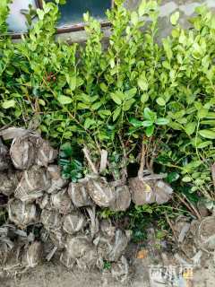 冠幅30厘米无刺枸骨球