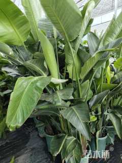 高度200厘米天堂鸟