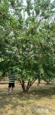 高度650厘米丛生茶条槭