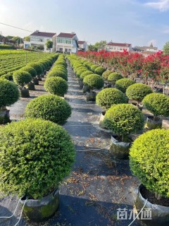 1公分造型川滇小蜡