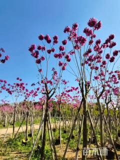 8公分紫花风铃木