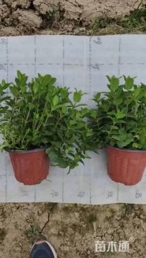 高度30厘米薄荷