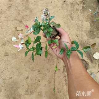 30厘米花叶络石