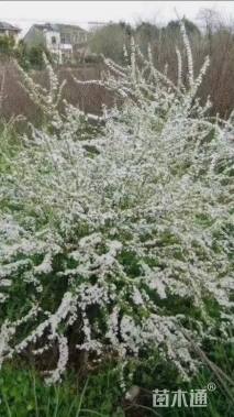 高度35厘米绣线菊