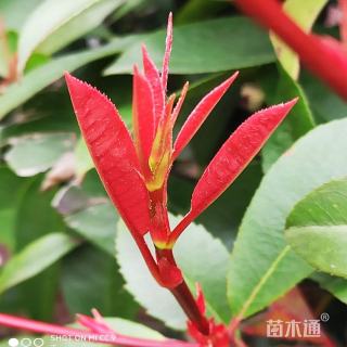 高度80厘米红叶石楠绿篱苗