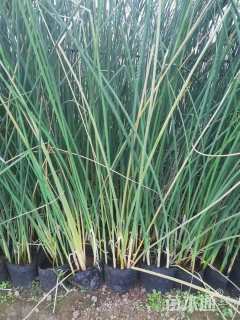 高度35厘米水葱