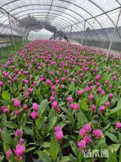 高度40厘米姜荷花