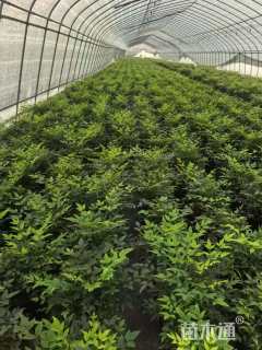 高度20厘米南天竹