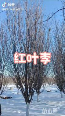 6公分造型红叶李