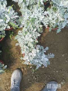 高度20厘米银叶菊