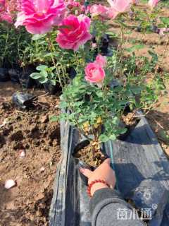 高度30厘米丰花月季