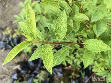 高度50厘米花叶连翘