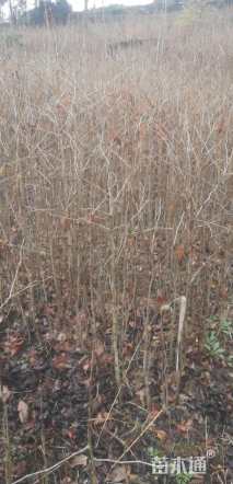 高度150厘米银杏小苗