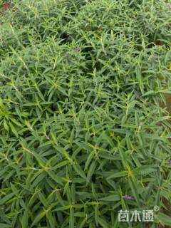 高度15厘米墨西哥鼠尾草