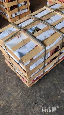 高度50厘米突尼斯软籽石榴