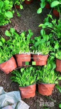 高度5厘米大滨菊