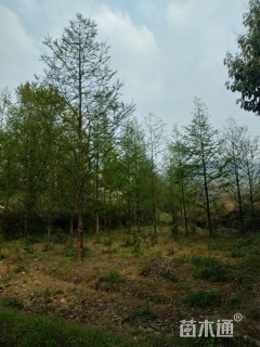 11公分水杉