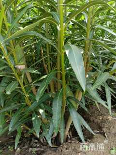 高度160厘米红花夹竹桃