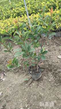 0.5公分红叶石楠