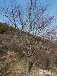 12公分日本红枫